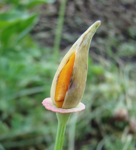 Изображение особи Eschscholzia californica.