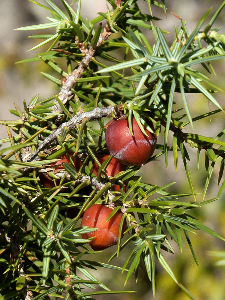 Image of Juniperus deltoides specimen.