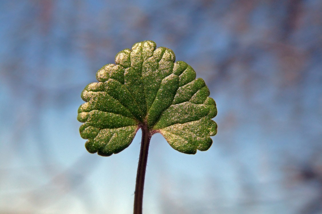 Image of Glechoma hederacea specimen.