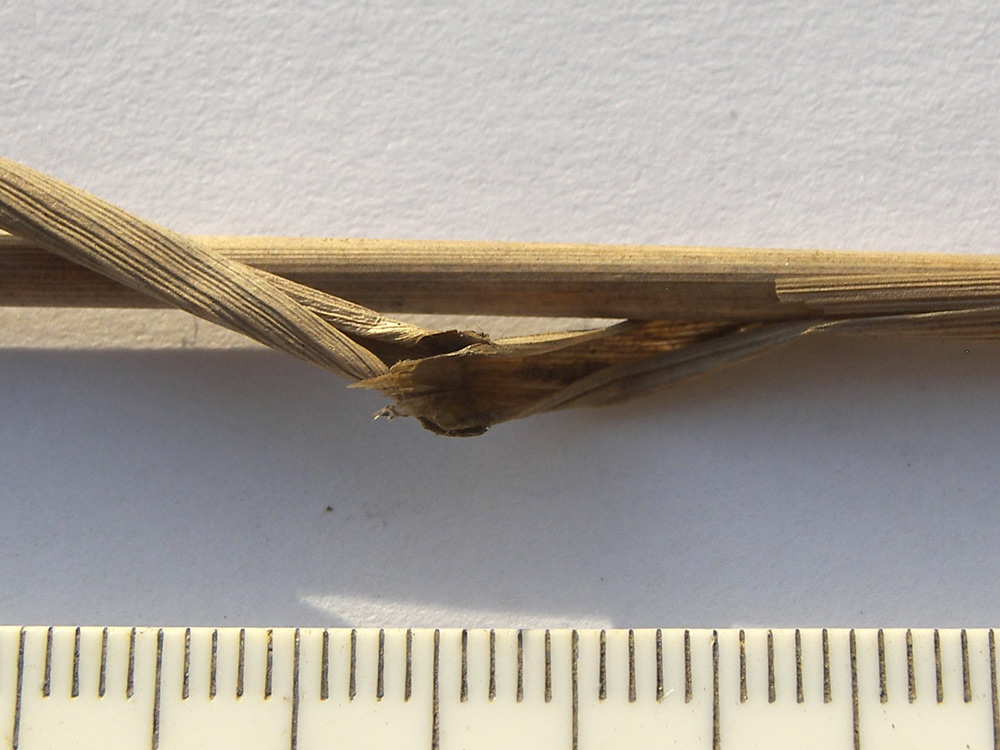 Image of Festuca drymeja specimen.