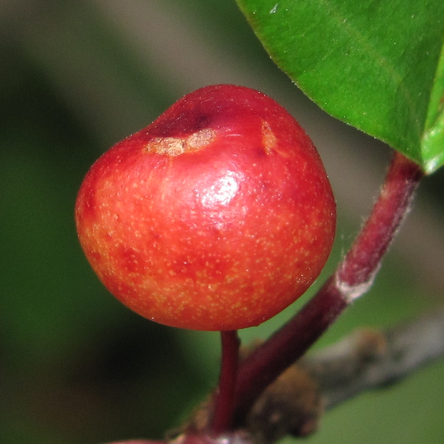 Image of Frangula alnus specimen.