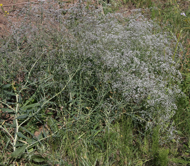 Изображение особи Gypsophila paniculata.