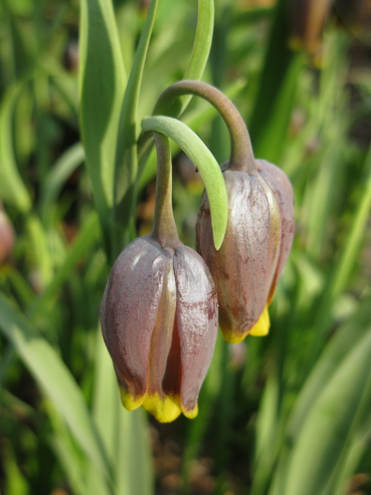 Image of Fritillaria uva-vulpis specimen.