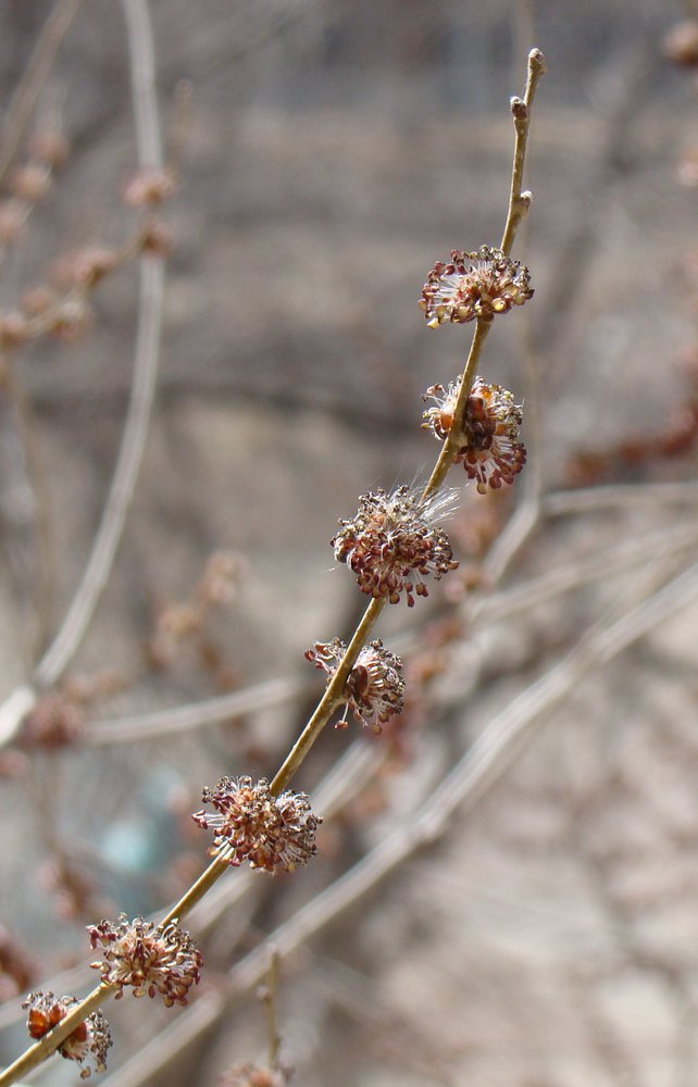 Image of Ulmus pumila specimen.