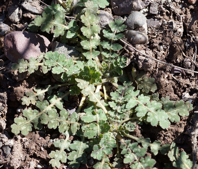 Image of Glaucium squamigerum specimen.