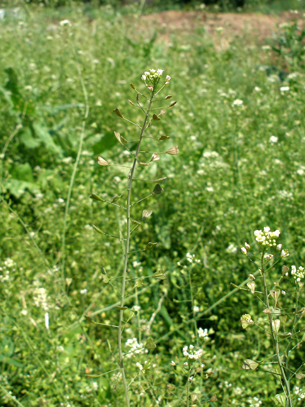 Image of Capsella bursa-pastoris specimen.