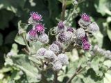 Arctium tomentosum. Верхушка цветущего растения. Кыргызстан, Нарынская обл., левый берег р. Нарын, окр. с. Алыш, вдоль дороги. 08.07.2015.