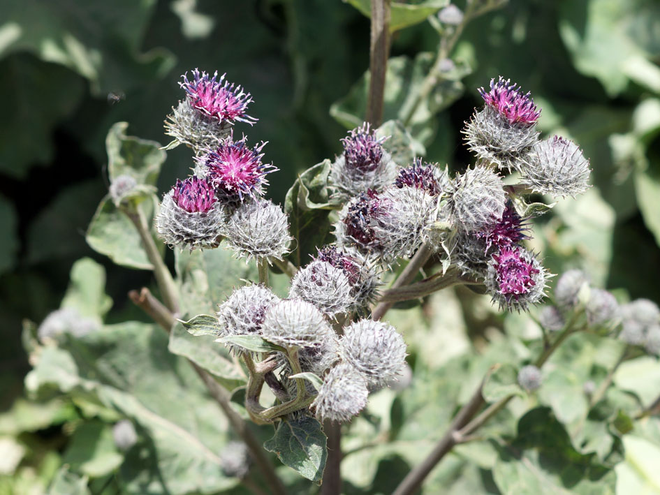 Image of Arctium tomentosum specimen.