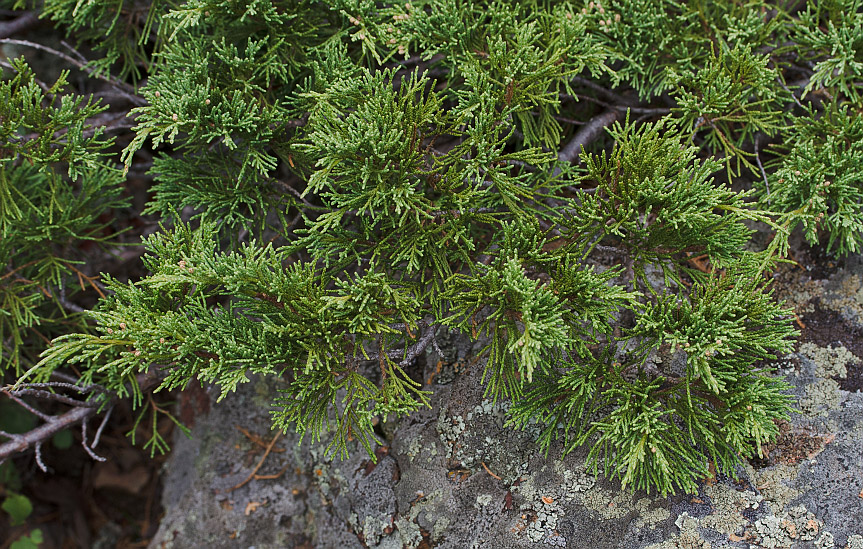 Изображение особи Juniperus sabina.