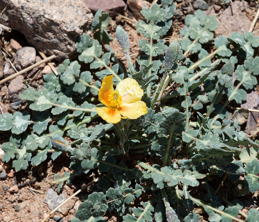 Image of Glaucium squamigerum specimen.