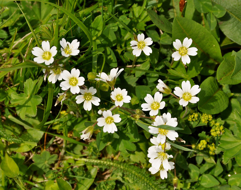 Image of Cerastium purpurascens specimen.