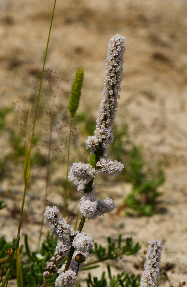 Image of Psylliostachys spicata specimen.