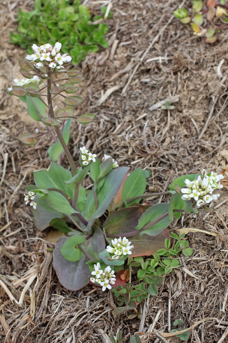 Image of Microthlaspi perfoliatum specimen.