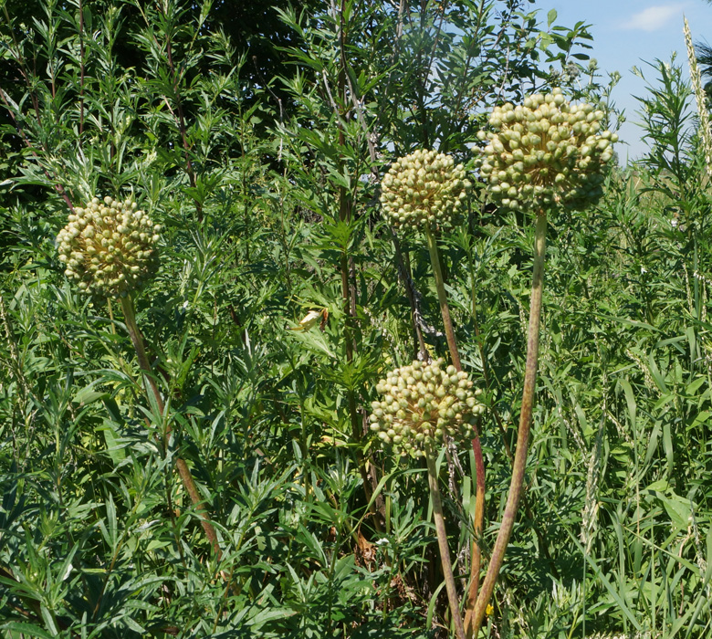 Image of genus Allium specimen.