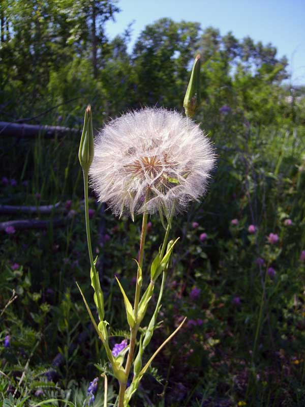 Image of Tragopogon orientalis specimen.