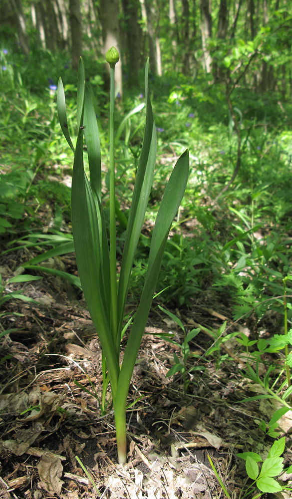 Image of Allium decipiens specimen.