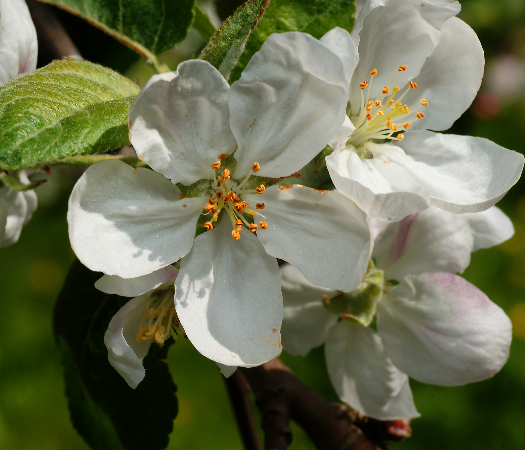 Malus С†РІРµС‚С‹