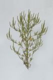 Ambrosia artemisiifolia. Цветущее растение. Республика Молдова, пригород Кишинёва. 22 августа 2009 г.