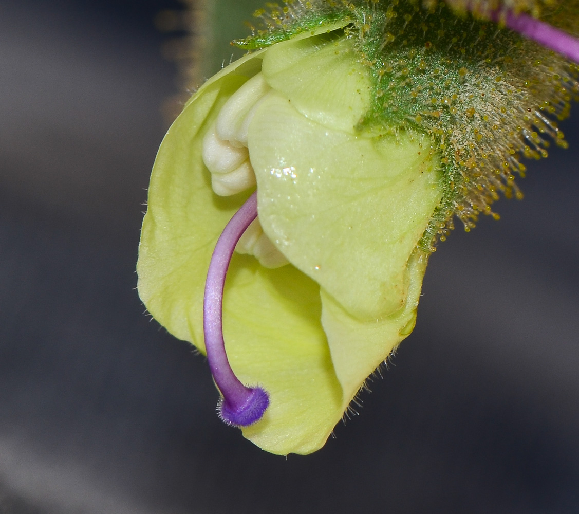 Image of Hyoscyamus desertorum  specimen.