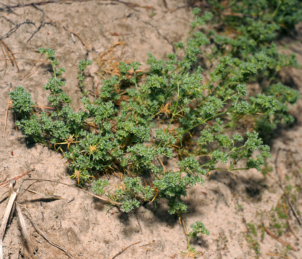 Image of Scleranthus annuus specimen.