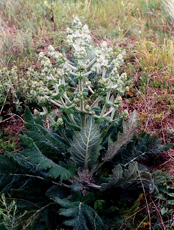 Image of Salvia aethiopis specimen.