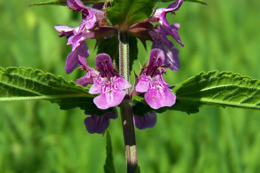 Image of Stachys palustris specimen.