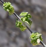 Clinopodium spruneri. Часть побега. Франция, Леринские о-ва, о-в Сент-Маргерит (Sainte-Marguerite). Июль.