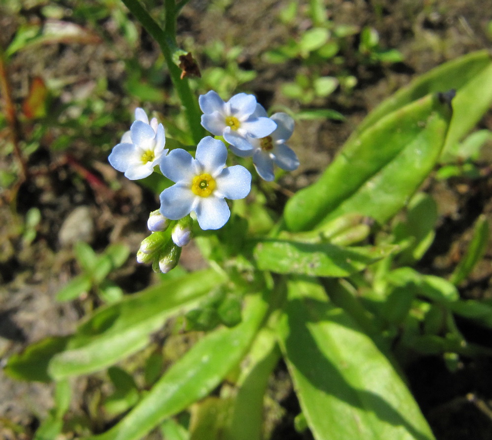 Image of genus Myosotis specimen.