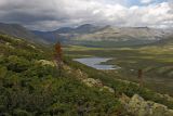 Смотреть изображение Abies sibirica