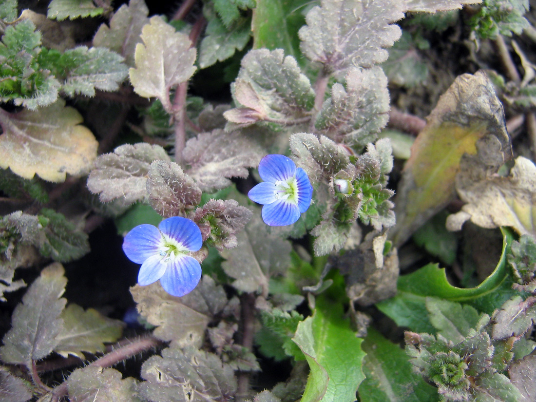 Image of Veronica polita specimen.