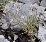 Allium moschatum