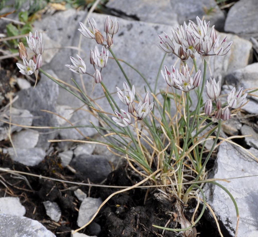 Image of Allium moschatum specimen.