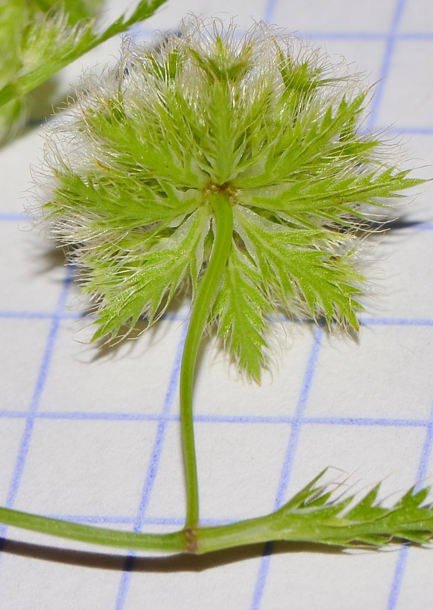 Image of Lagoecia cuminoides specimen.