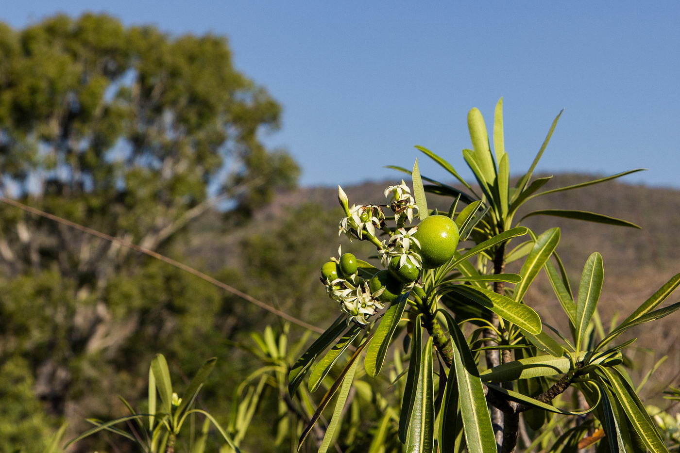 Изображение особи семейство Apocynaceae.