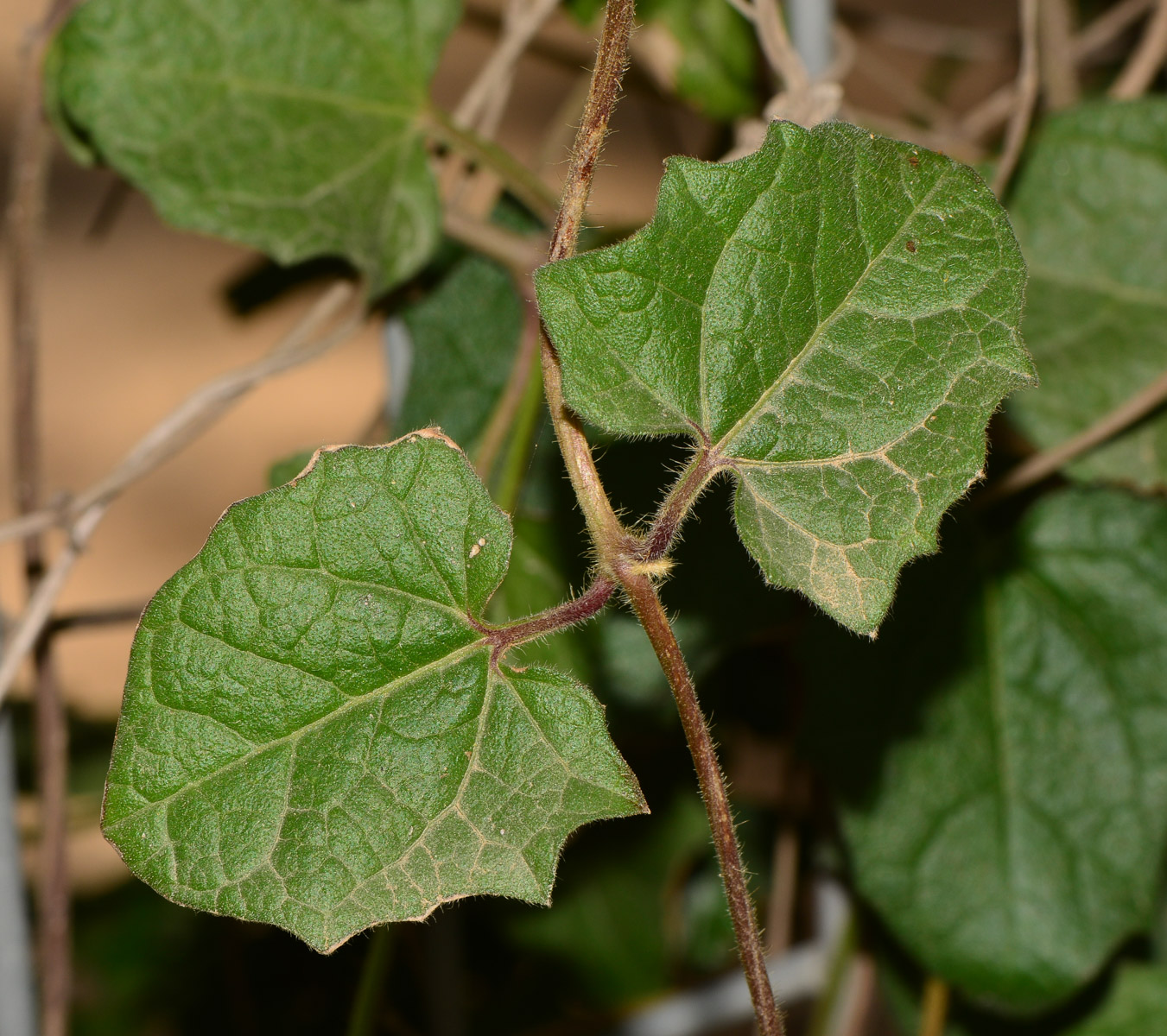 Image of Thunbergia gregorii specimen.