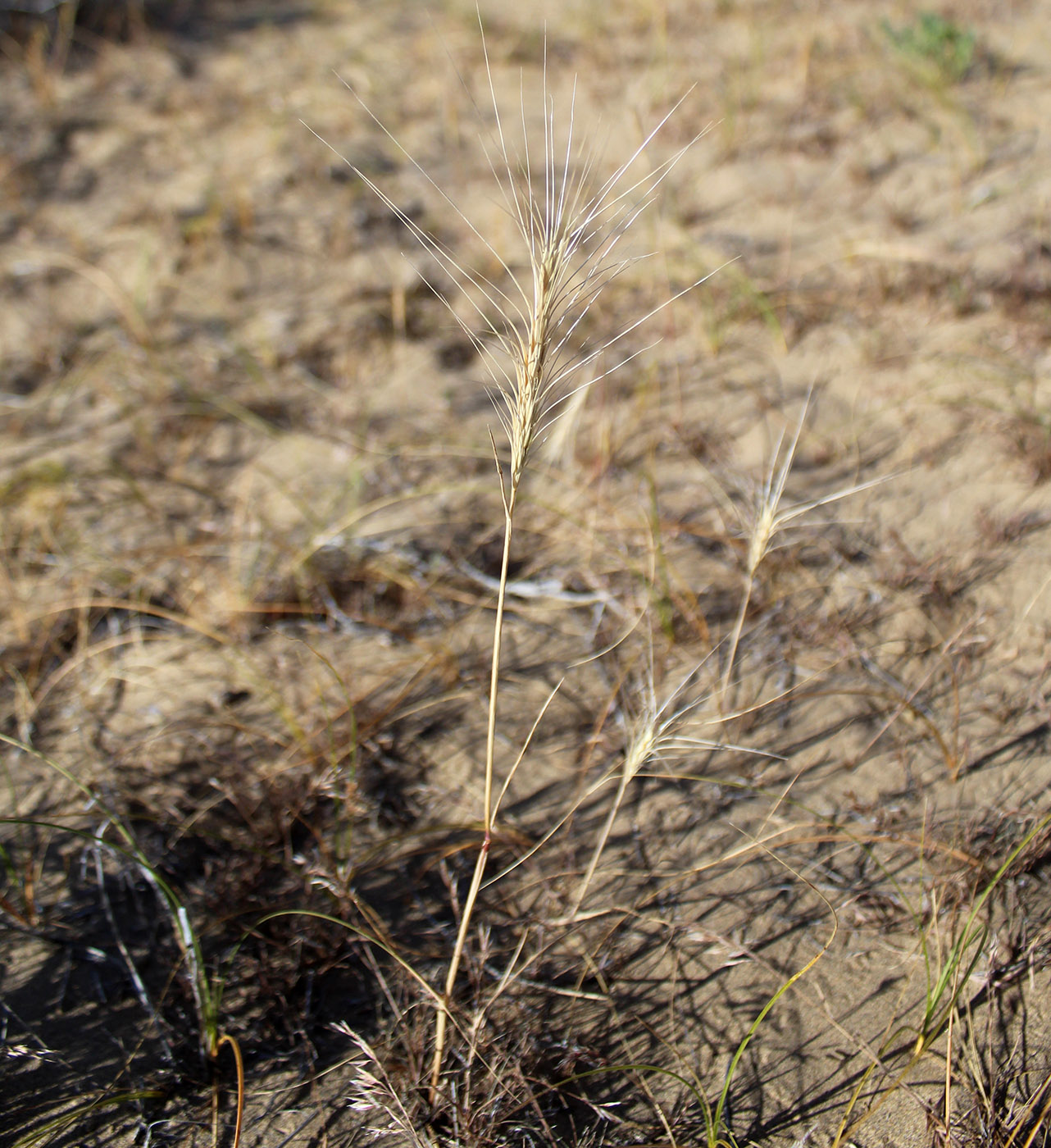 Image of Taeniatherum crinitum specimen.