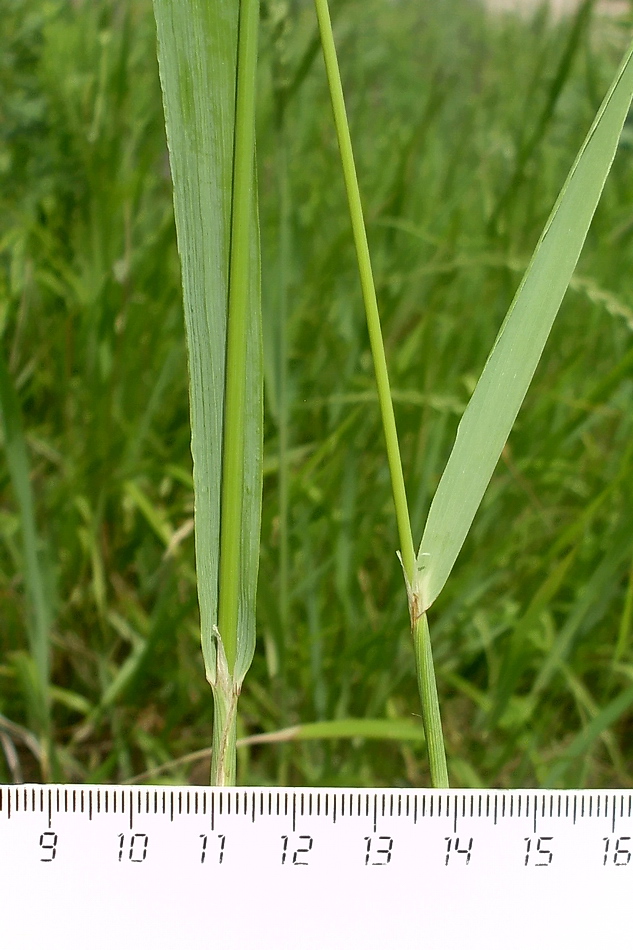 Изображение особи Calamagrostis epigeios.