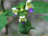 Galeopsis speciosa. Верхушка растения с цветками. Украина, Ивано-Франковская обл., Болеховский горсовет, Поляницкий сельсовет, Поляницкий региональный ландшафтный парк, поляна в буковом лесу. 21.07.2017.