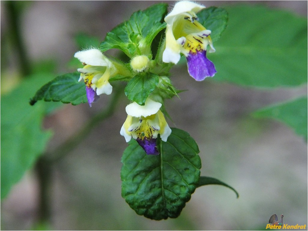 Image of Galeopsis speciosa specimen.