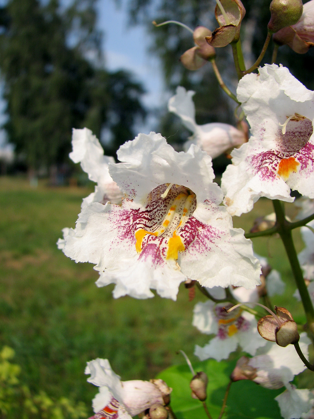 Image of Catalpa bignonioides specimen.