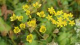 Bupleurum longifolium ssp. aureum