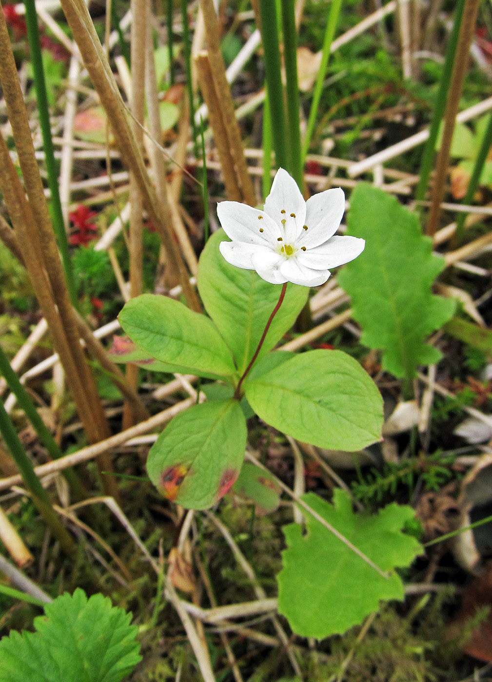 Изображение особи Trientalis europaea.