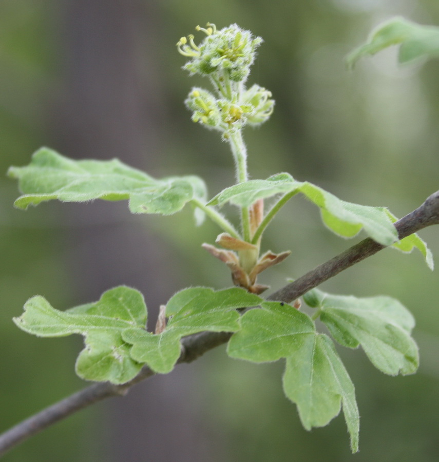 Image of Acer campestre specimen.