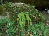 Woodsia caucasica