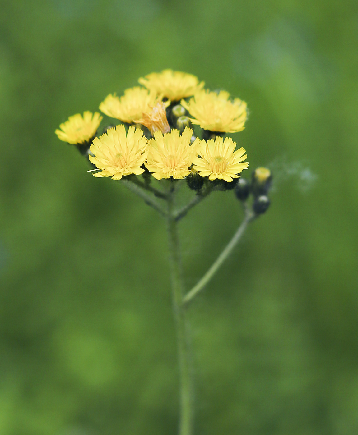 Image of genus Pilosella specimen.