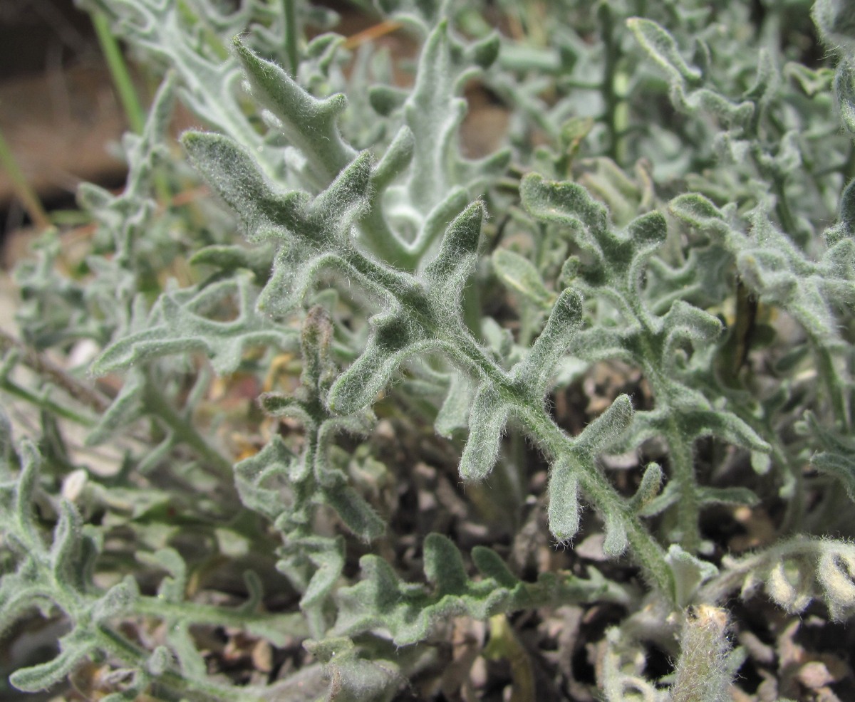 Image of Matthiola odoratissima specimen.