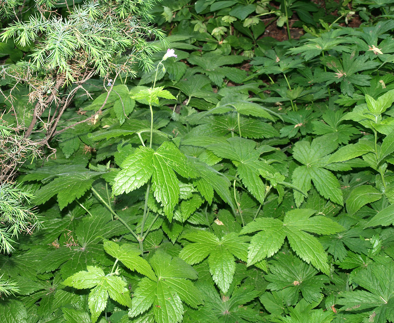 Изображение особи Geranium gracile.