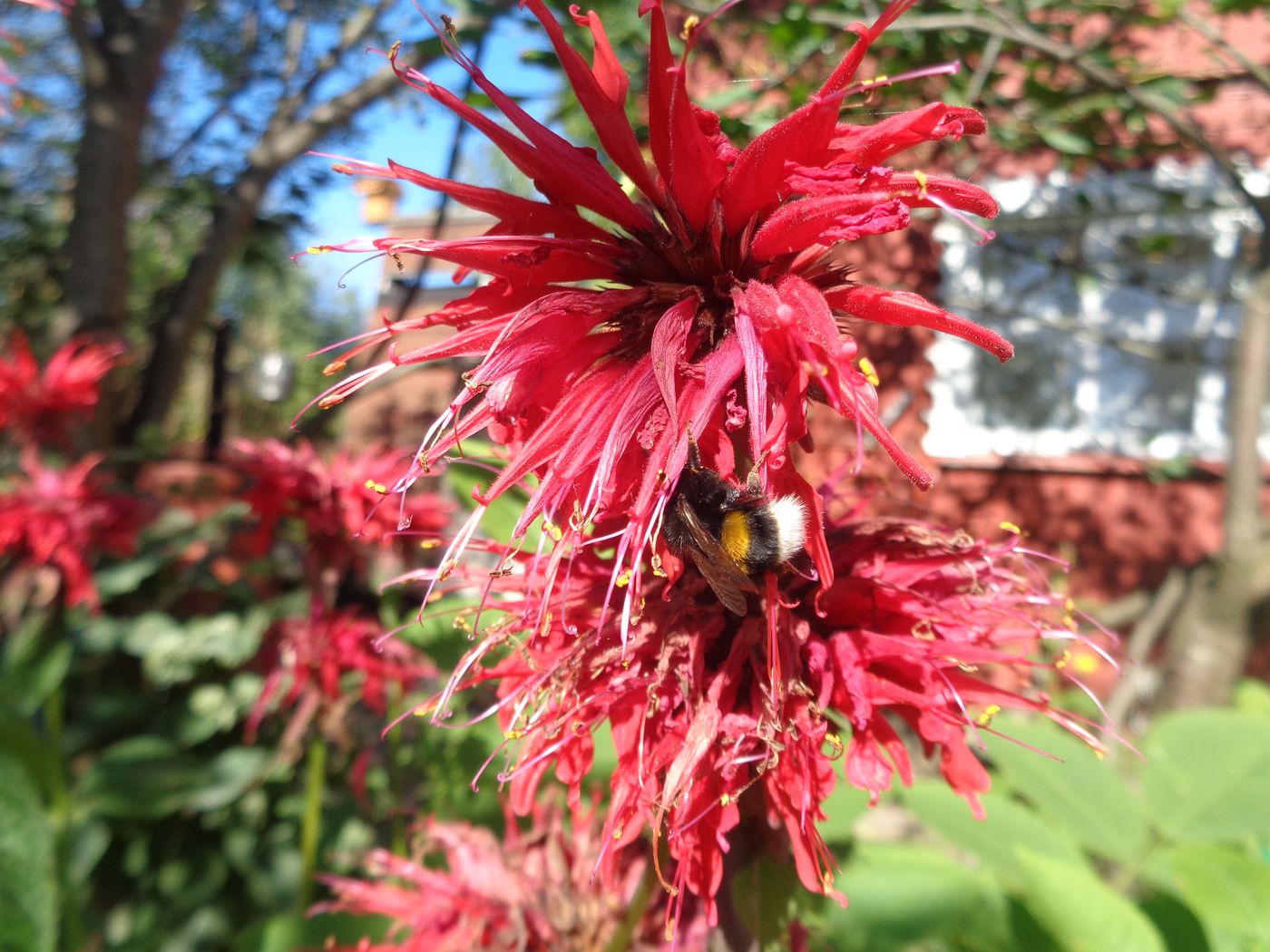 Image of Monarda didyma specimen.