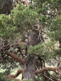 Pinus sylvestris подвид hamata. Центральная часть кроны. Северная Осетия, Алагирское ущелье, Нарская котловина, окр. пос. Нар, склоны Бокового хребта, 1730 м н.у.м. 07.05.2010.