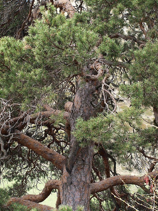 Image of Pinus sylvestris ssp. hamata specimen.